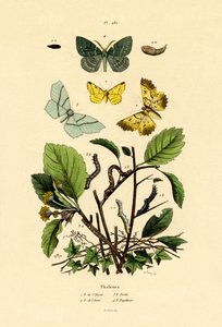 Fjärilar, 1833-39 av French School